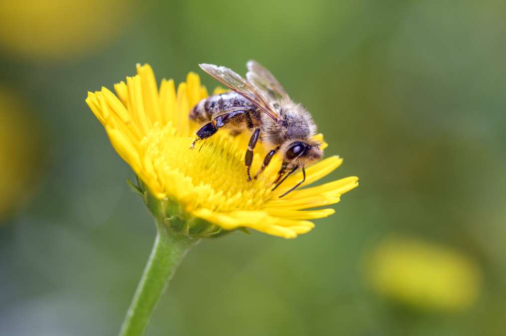 content_bienen_x2.jpg